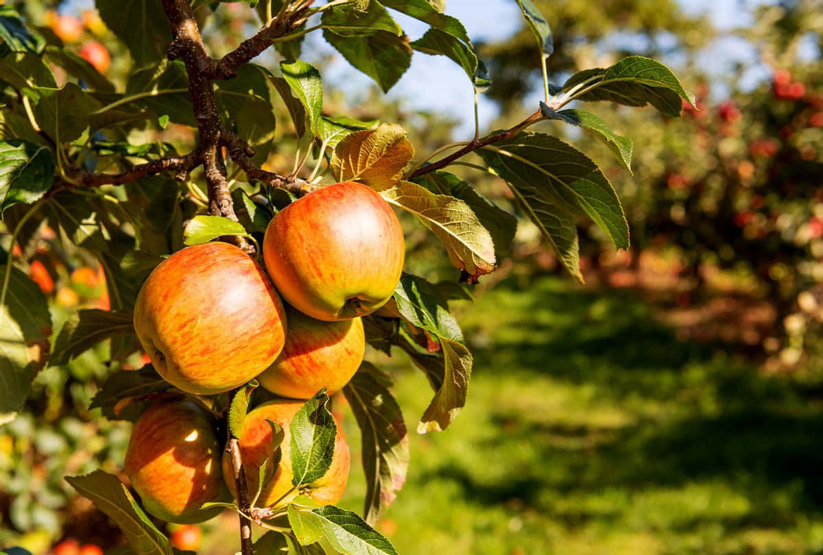 Basket Of Fresh Apples Amid Colorful Autumn Leaves Wallpaper