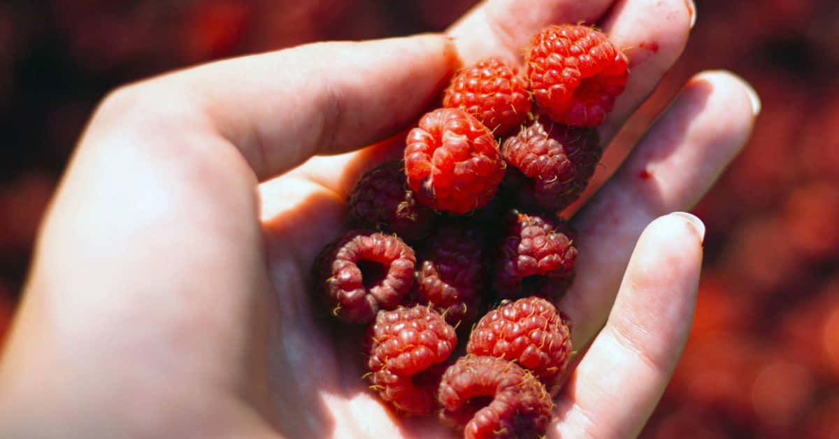 Basket Of Fresh Red Fruits Wallpaper