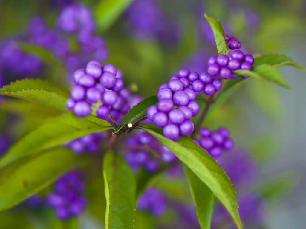 Basket Of Freshly Picked Purple Berries Wallpaper