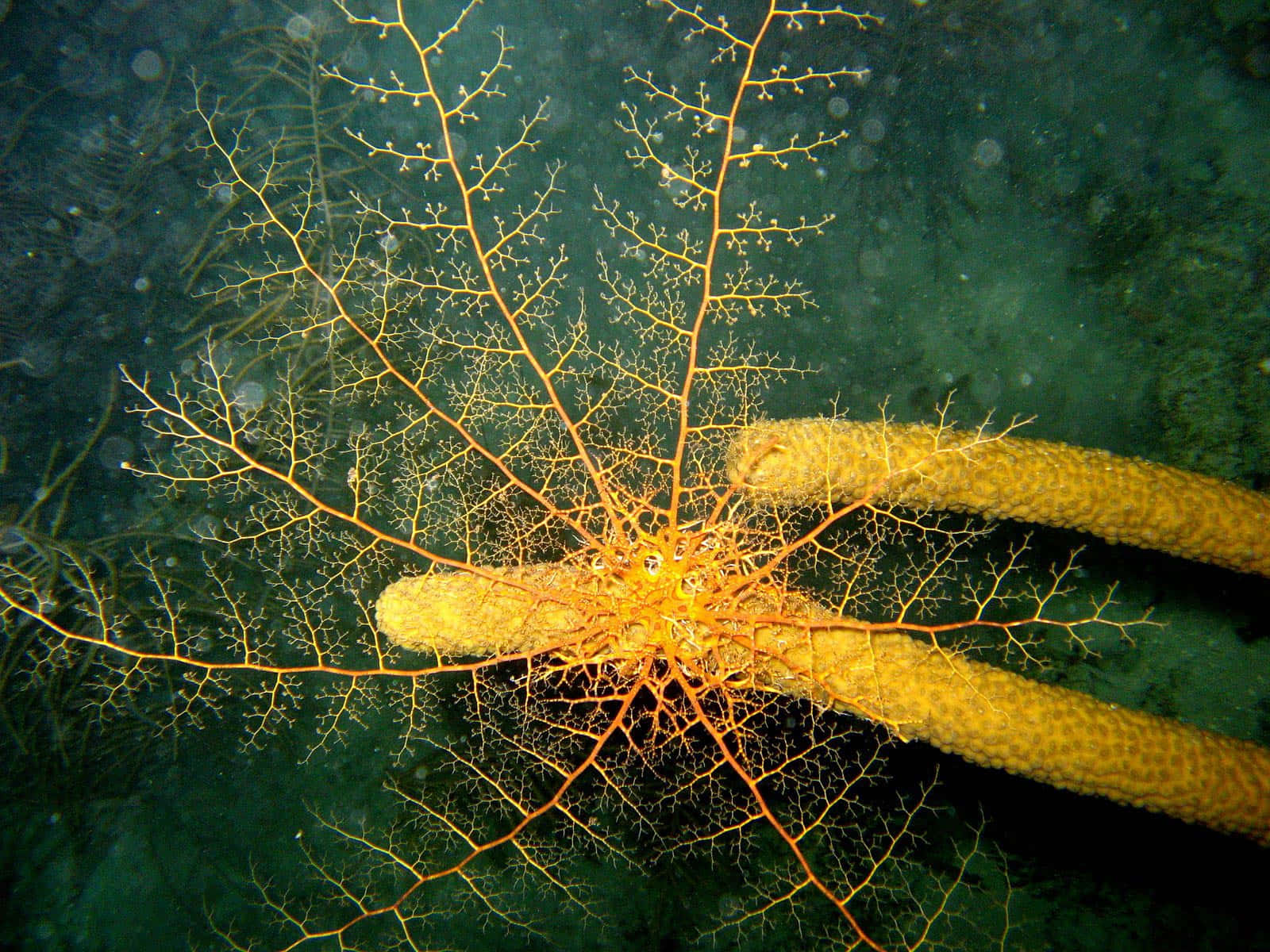 Basket Star Echinoderm Underwater Wallpaper