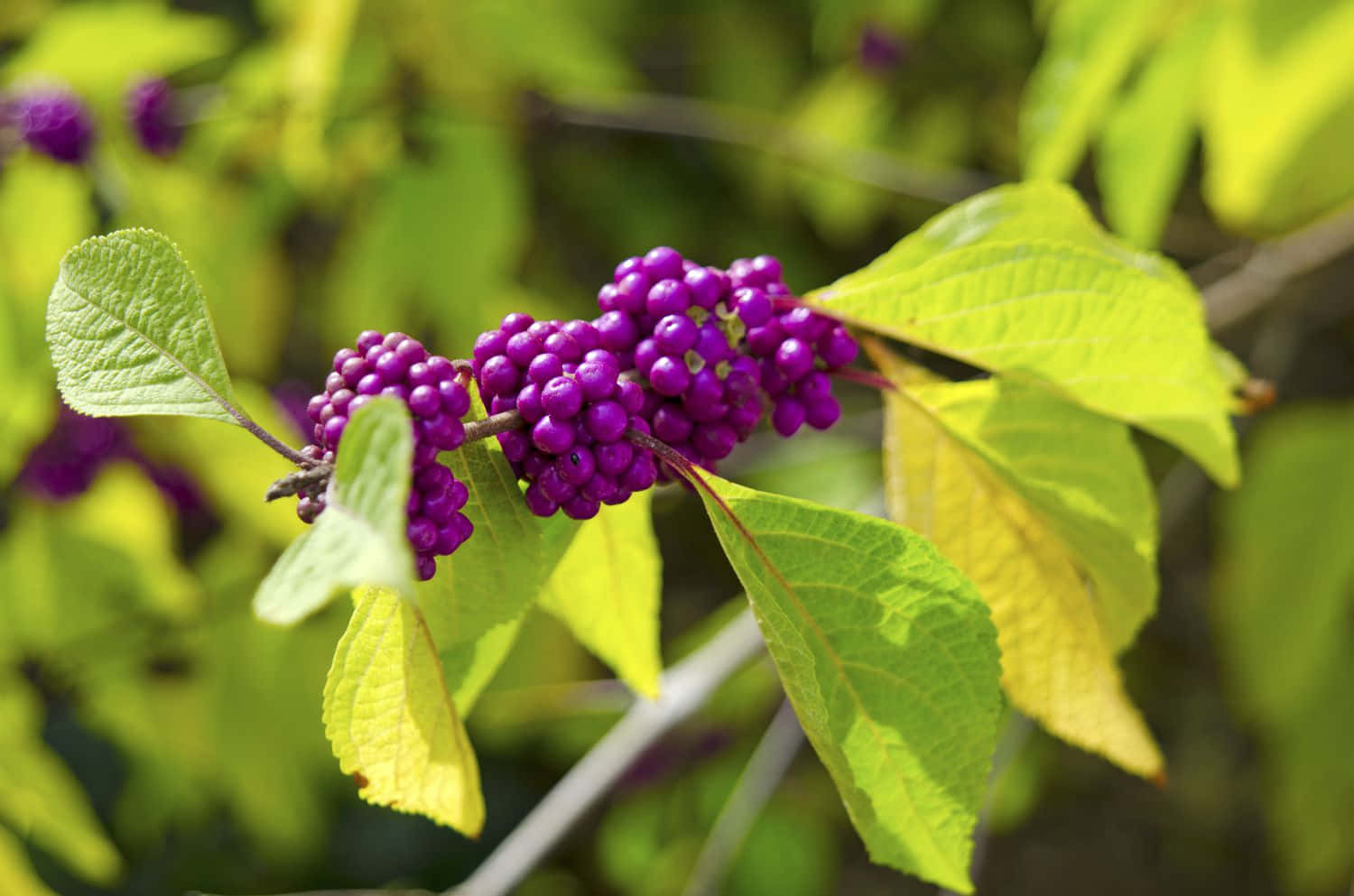 Basketful Of Freshly-picked Purple Berries Wallpaper