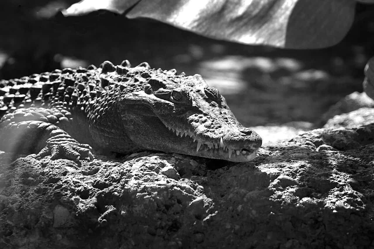 Basking Crocodile Monochrome Wallpaper