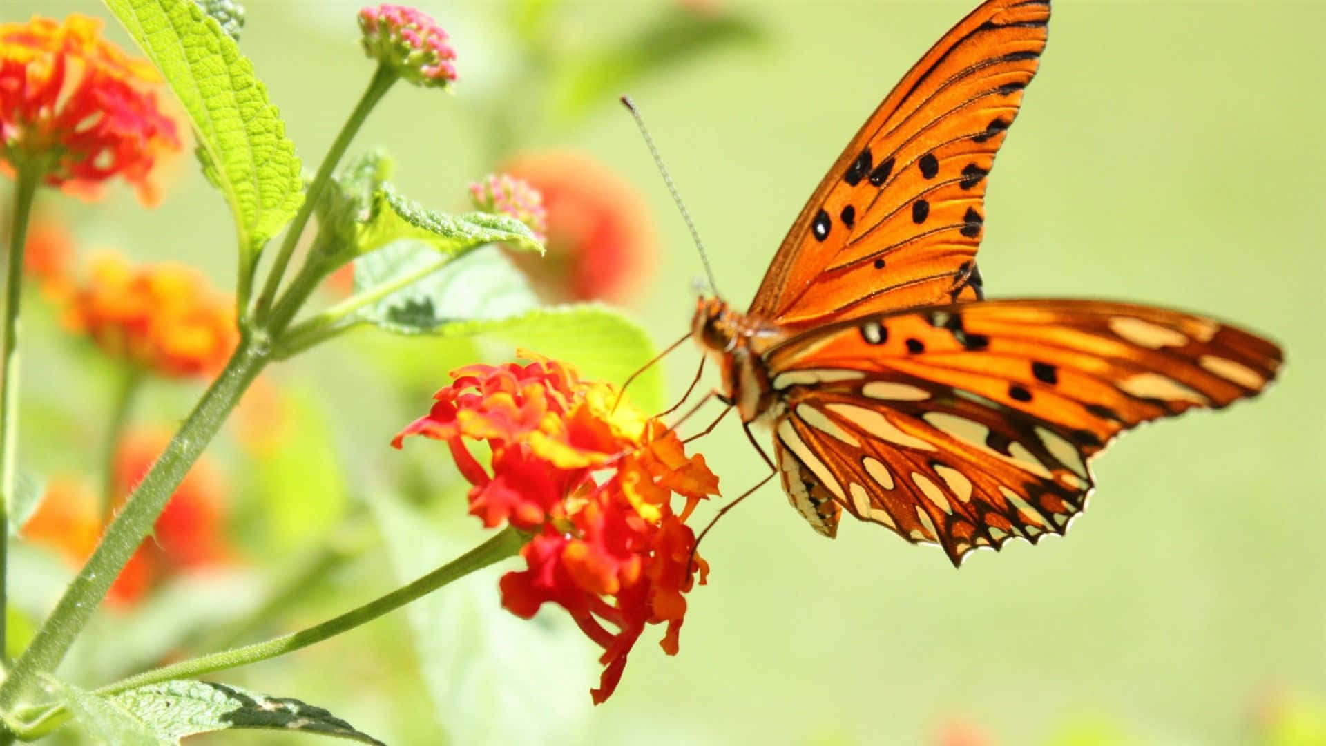 Be Mesmerized By The Vibrant Colors Of This Butterfly Photography Wallpaper