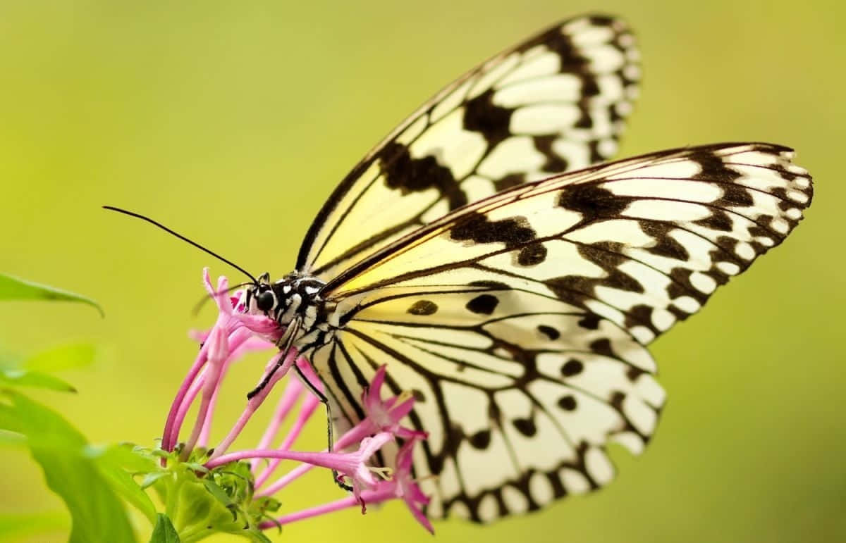 Be Wowed By The Beauty Of Butterfly Photography