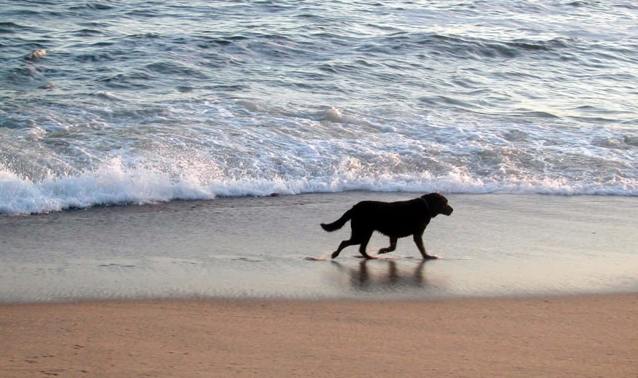 Beach Day Bliss With Man's Best Friend Wallpaper