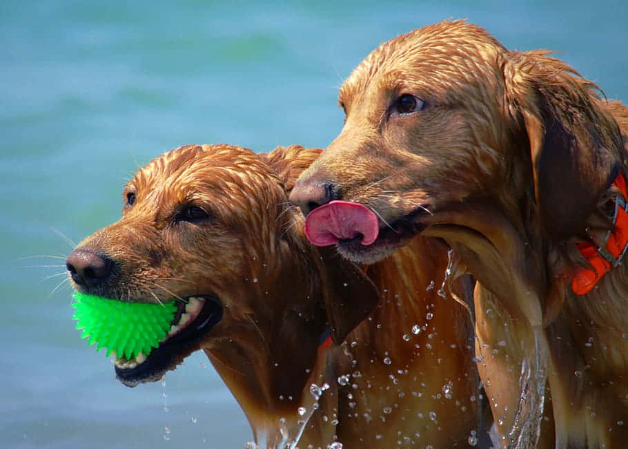 Beach Fun - Playful Dog Enjoying The Sea Wallpaper