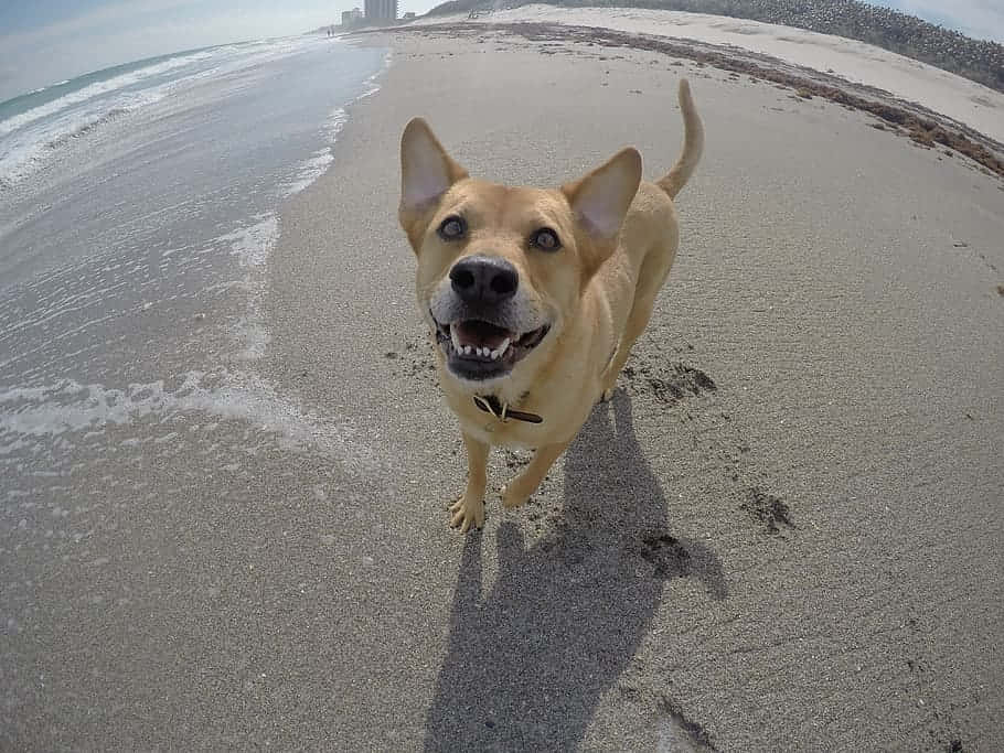 Beach's Best Friend: A Playful Dog Enjoying On A Sunny Day At The Beach Wallpaper