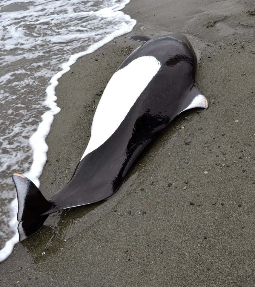 Beached Dalls Porpoise Wallpaper