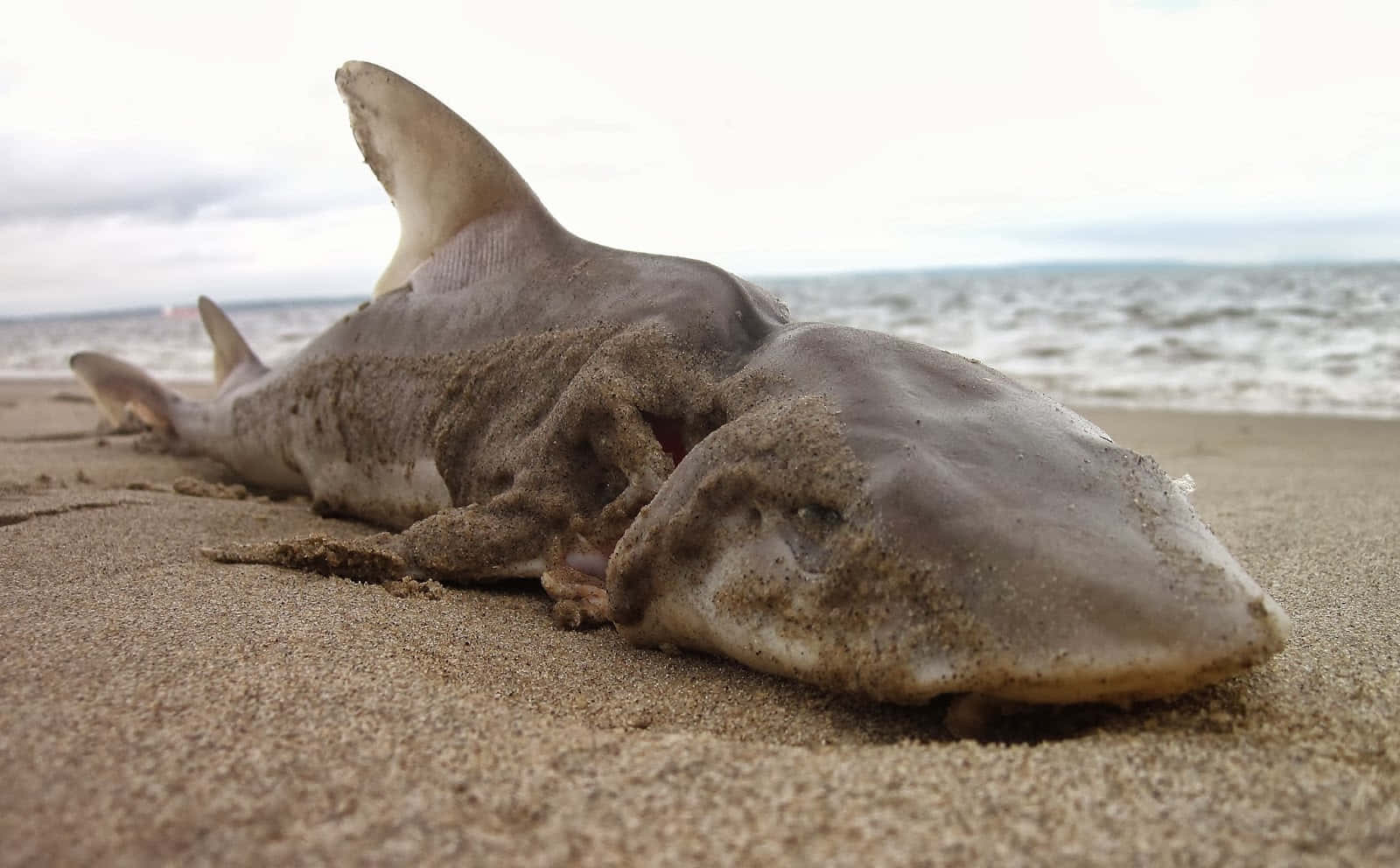 Beached Dogfish Shark Wallpaper