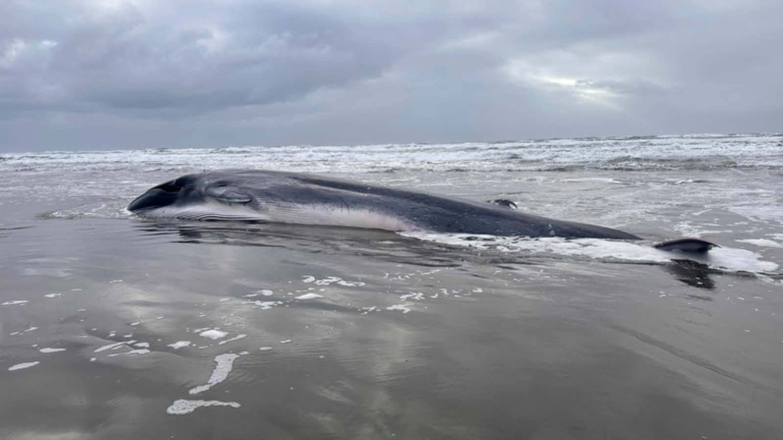 Beached Minke Whale Wallpaper