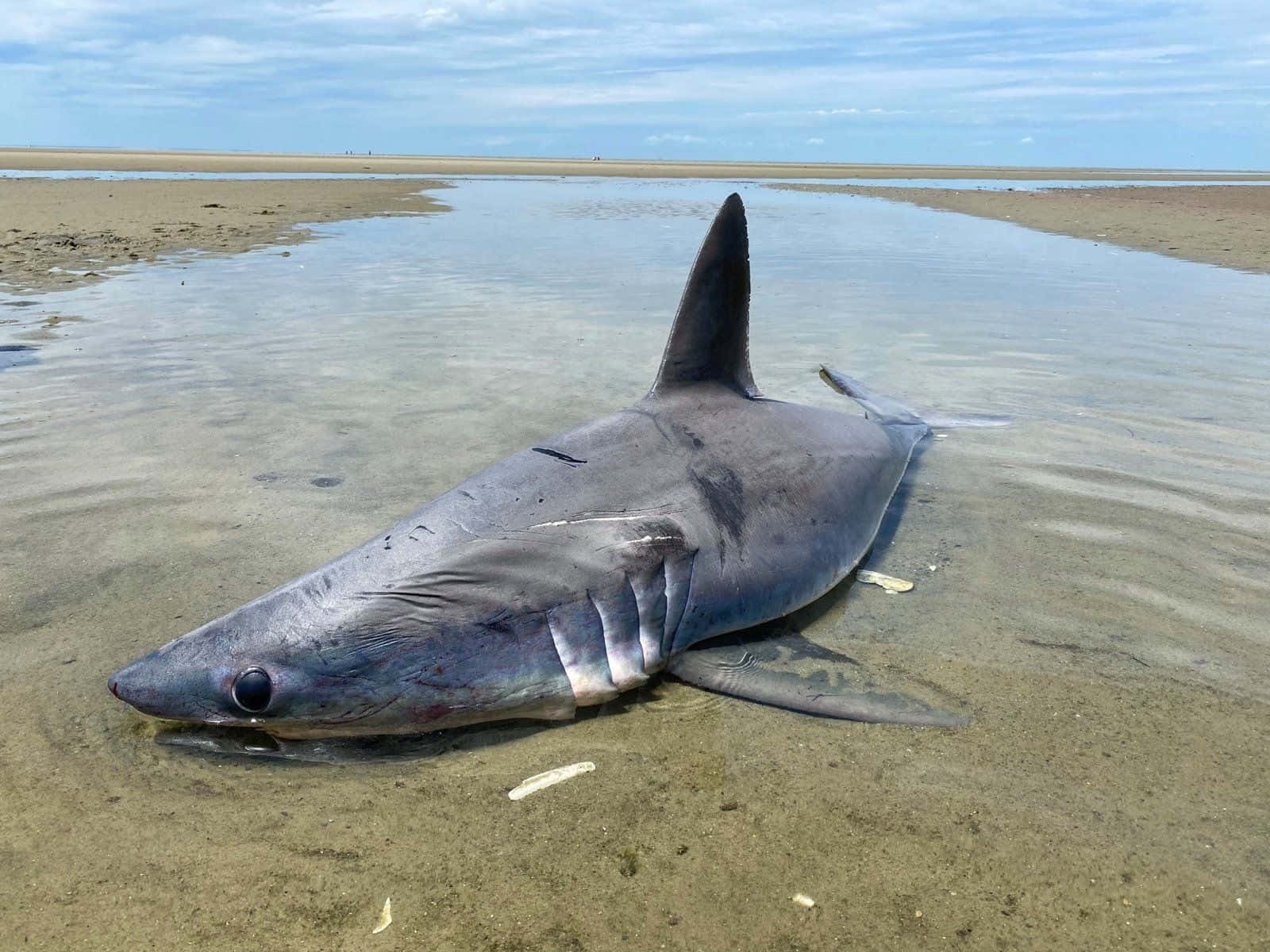 Beached Porbeagle Shark Wallpaper