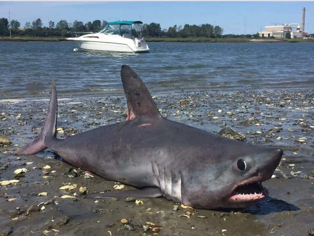 Beached Porbeagle Shark Wallpaper