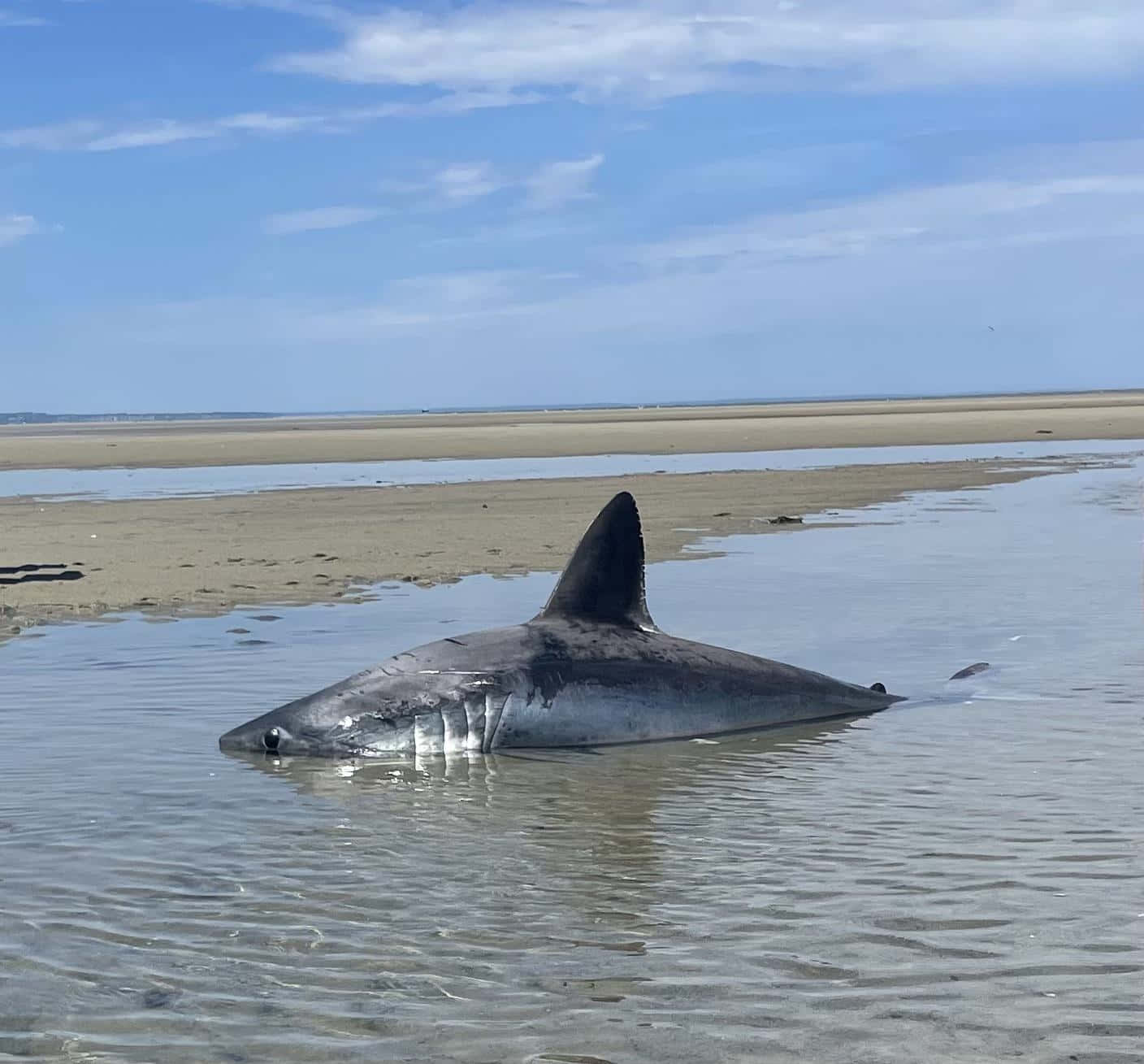 Beached Porbeagle Shark Wallpaper