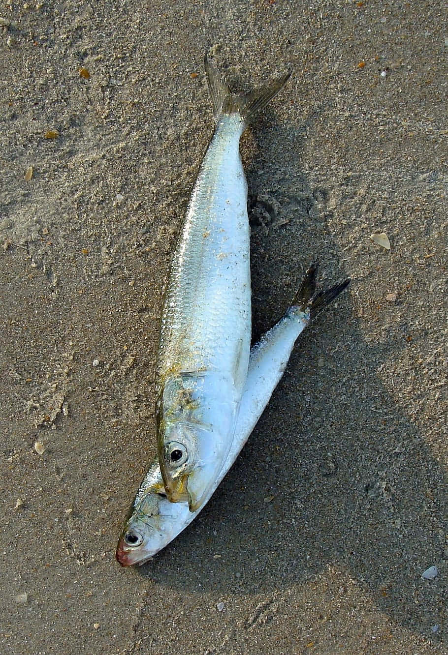 Beached Sardines Sand Background Wallpaper