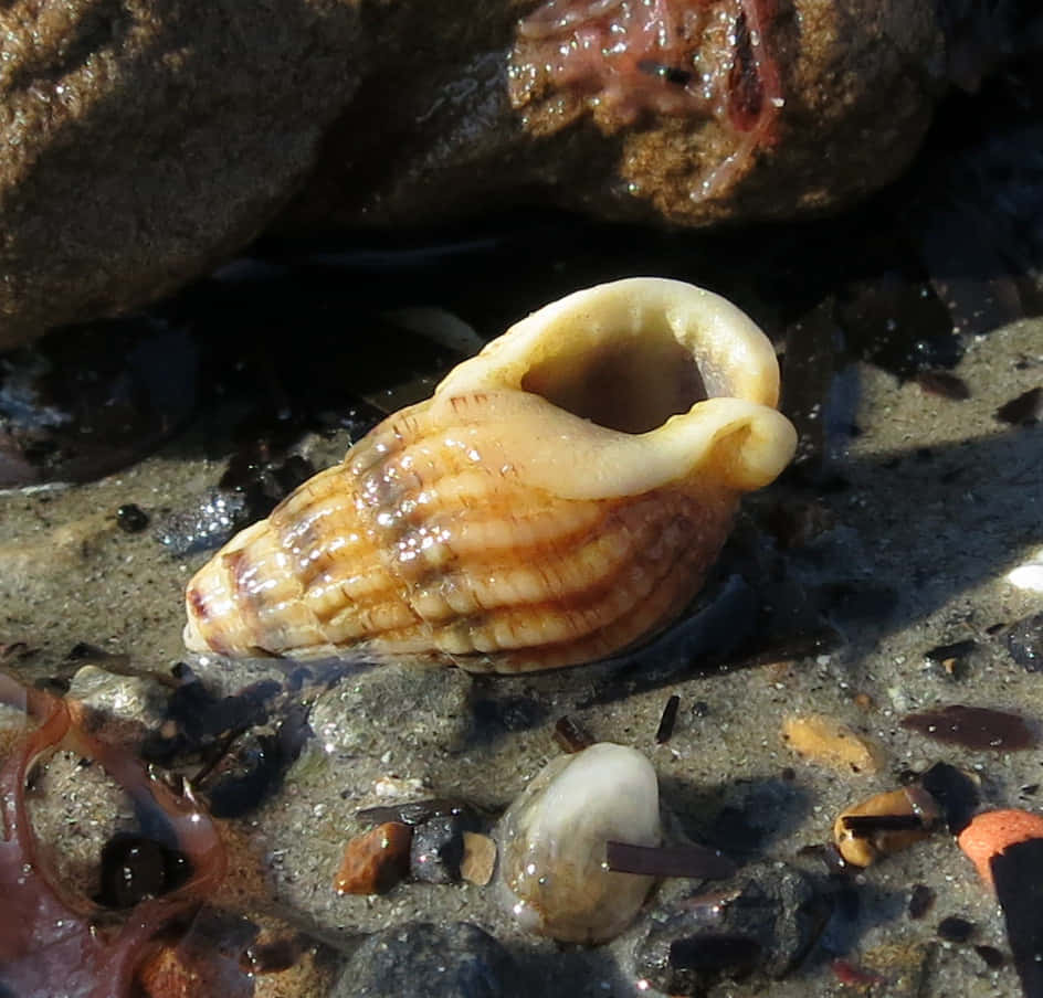 Beached Whelk Shell Wallpaper