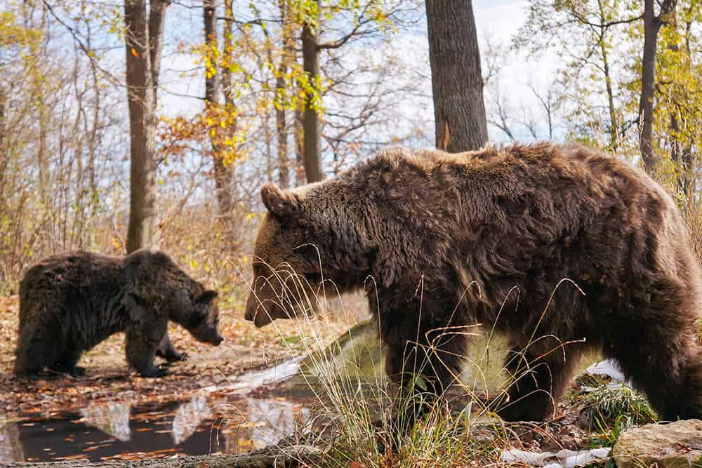 Bear Sanctuary Zarnesti Romania Wallpaper