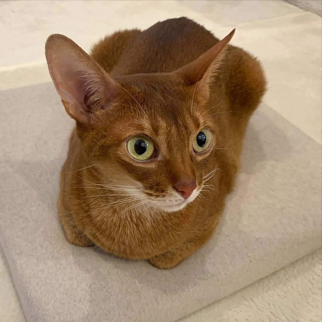 Beautiful Abyssinian Cat Lounging On A Couch Wallpaper