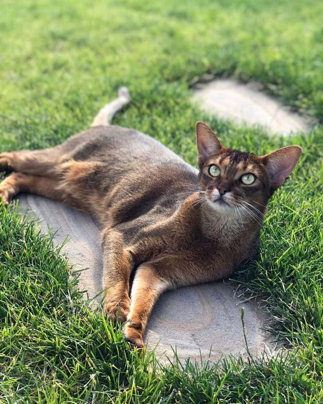 Beautiful Abyssinian Cat Lounging On The Couch Wallpaper