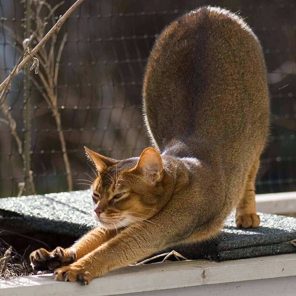 Beautiful Abyssinian Cat Posing Elegantly Wallpaper