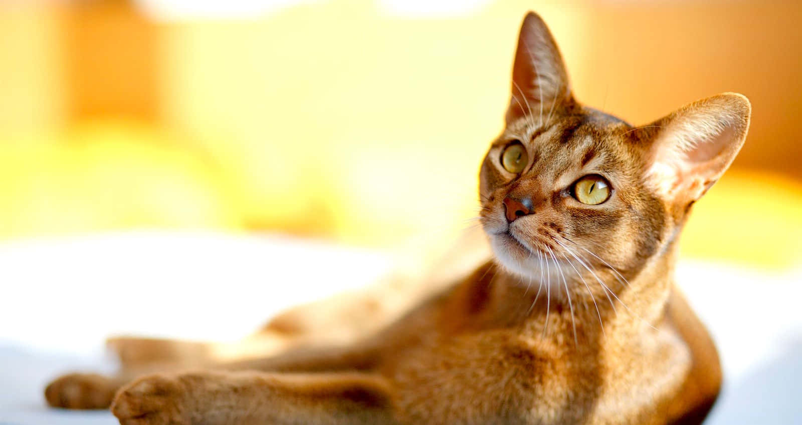 Beautiful Abyssinian Cat Relaxing In A Natural Environment Wallpaper