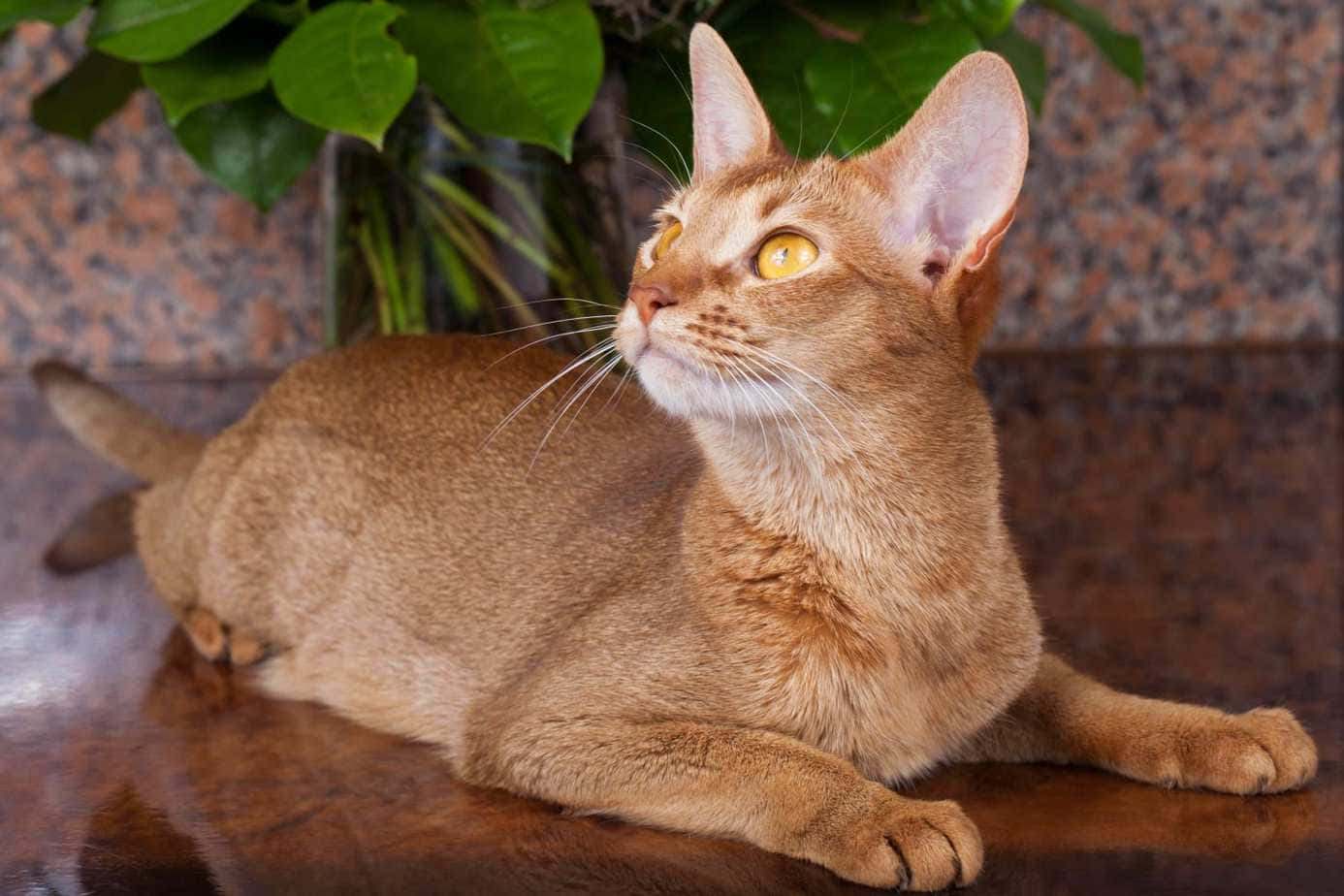 Beautiful Abyssinian Cat Relaxing On The Windowsill Wallpaper