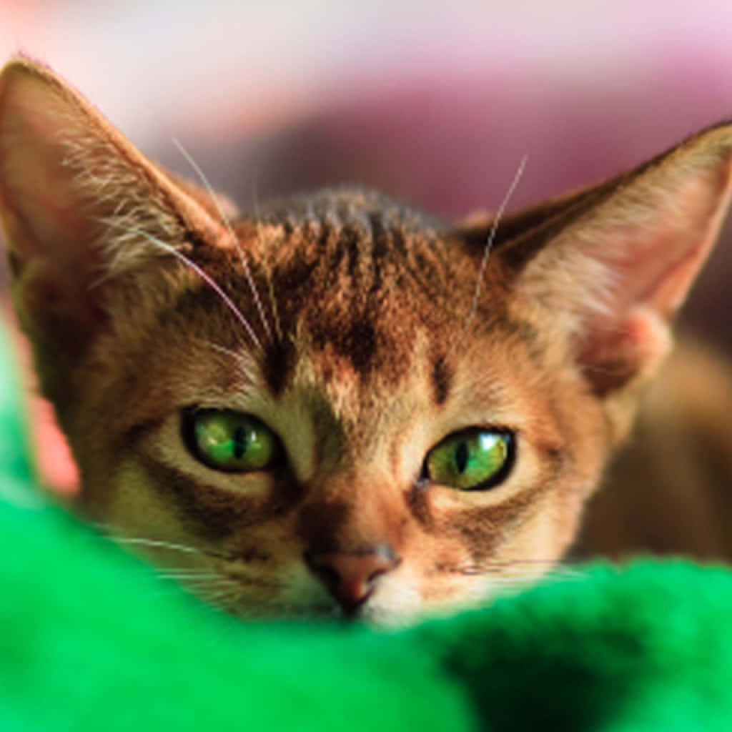 Beautiful Abyssinian Cat Sitting On A Ledge Wallpaper