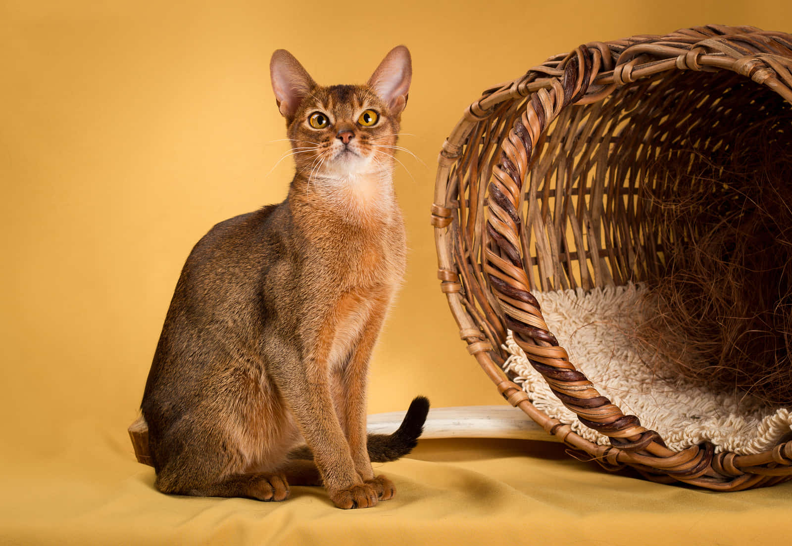 Beautiful Abyssinian Cat With Mesmerizing Eyes Wallpaper