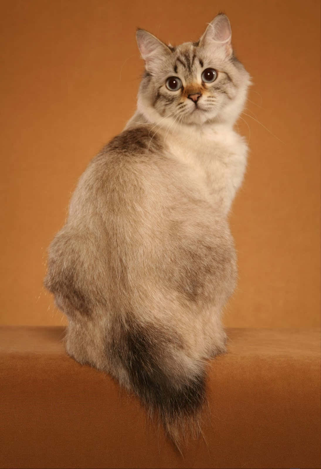 Beautiful American Bobtail Cat Lounging On A Wooden Surface Wallpaper