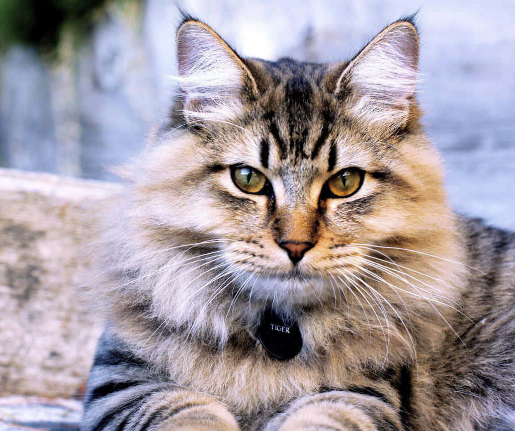 Beautiful American Bobtail Cat Posing On A Branch Wallpaper