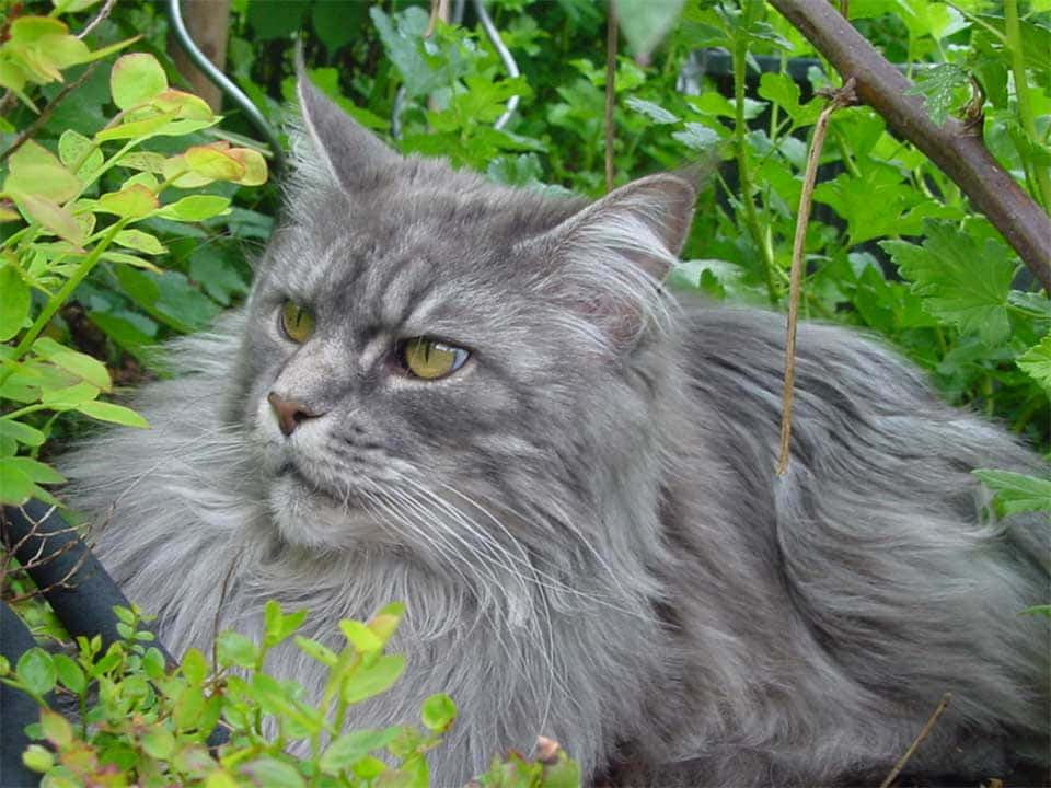 Beautiful American Bobtail Sitting On Wooden Floor In A Cozy Room Wallpaper