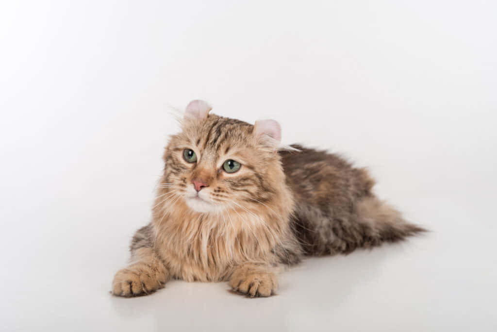 Beautiful American Curl Cat Lounging On A Couch Wallpaper