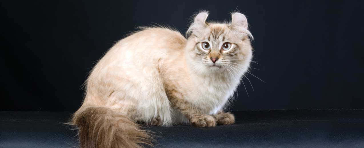 Beautiful American Curl Cat Sitting On A Bench Wallpaper