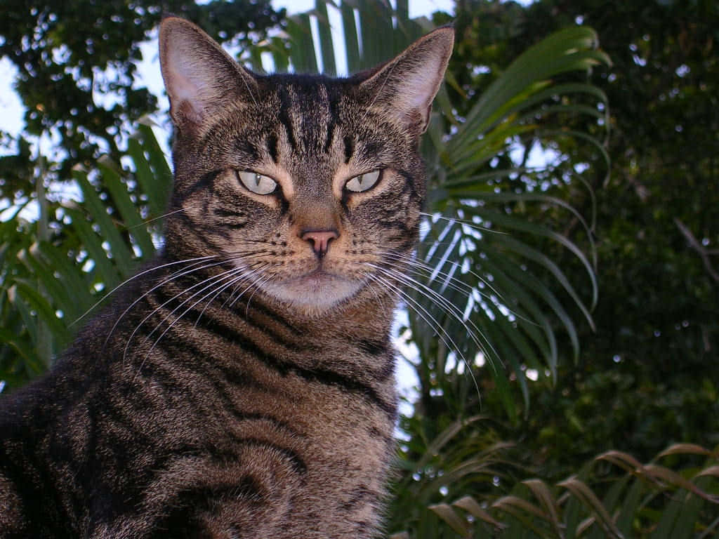 Beautiful American Shorthair Cat Basking In Sunlight Wallpaper