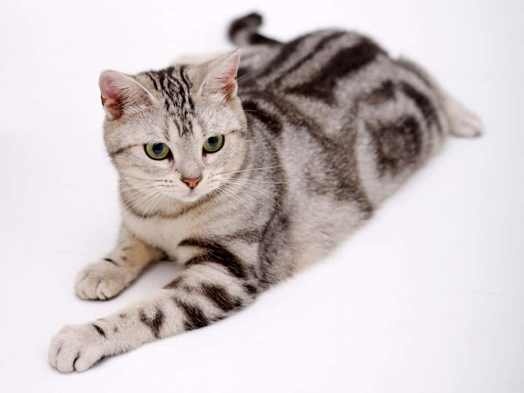 Beautiful American Shorthair Cat Lounging Wallpaper