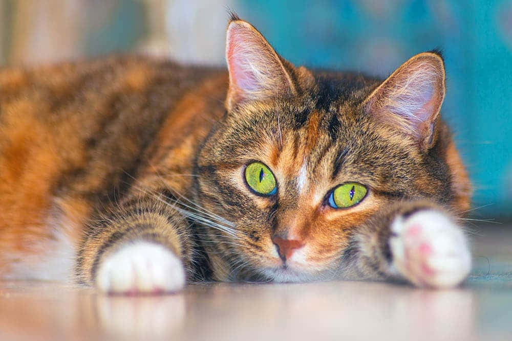 Beautiful American Shorthair Cat Lounging In A Cozy Home Environment Wallpaper