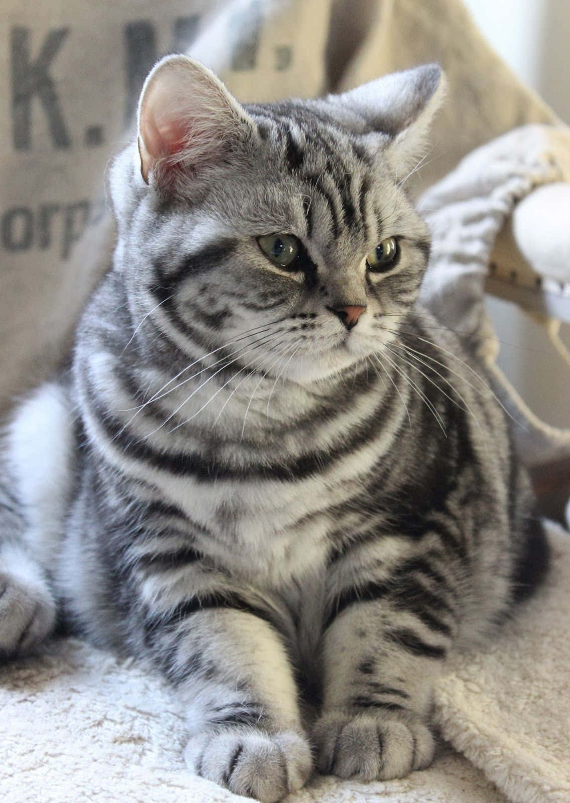 Beautiful American Shorthair Cat Lounging On A Cozy Couch Wallpaper