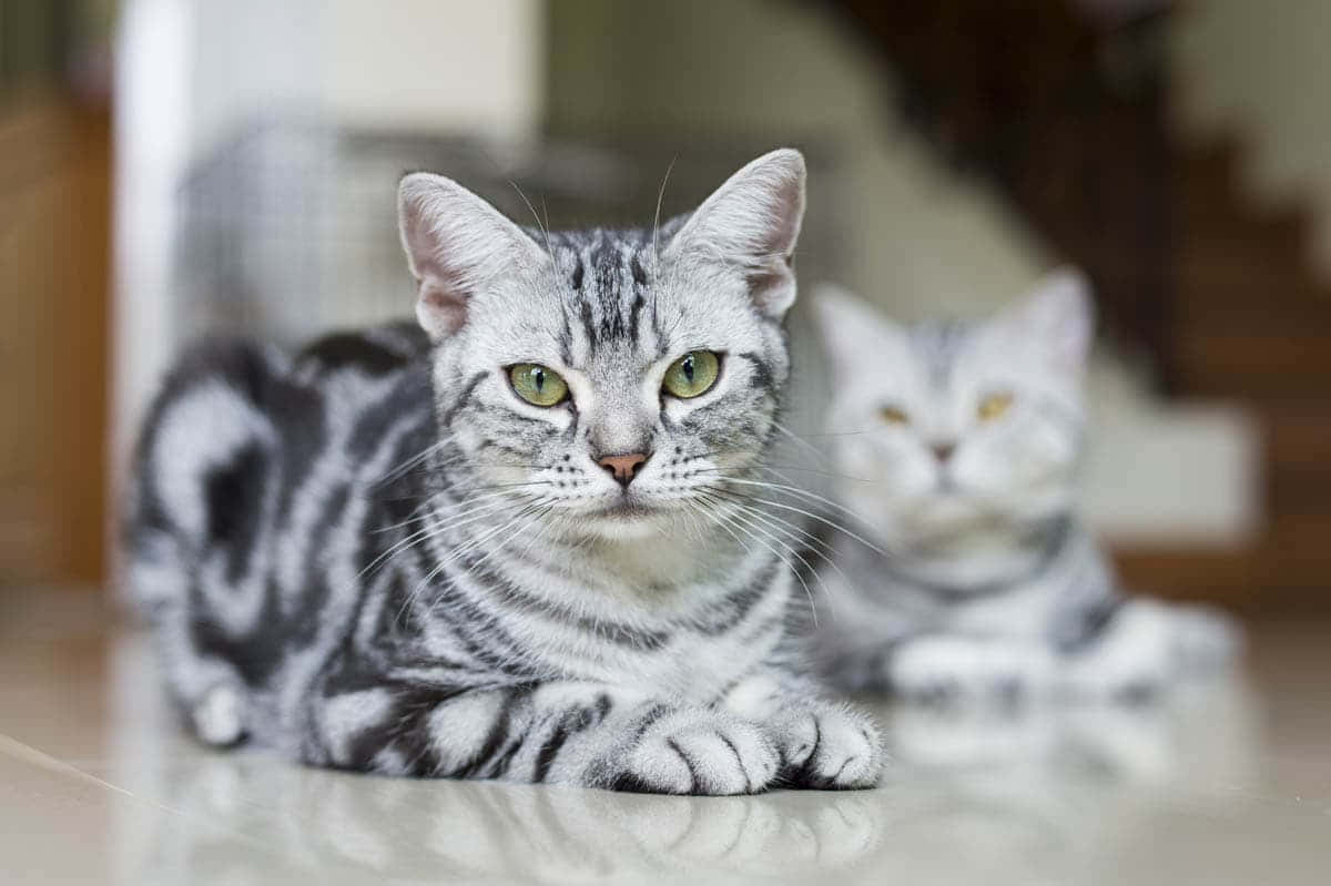 Beautiful American Shorthair Cat Lounging On The Floor Wallpaper