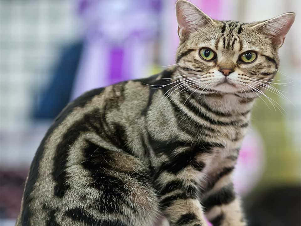 Beautiful American Shorthair Cat Resting On A Wooden Floor Wallpaper