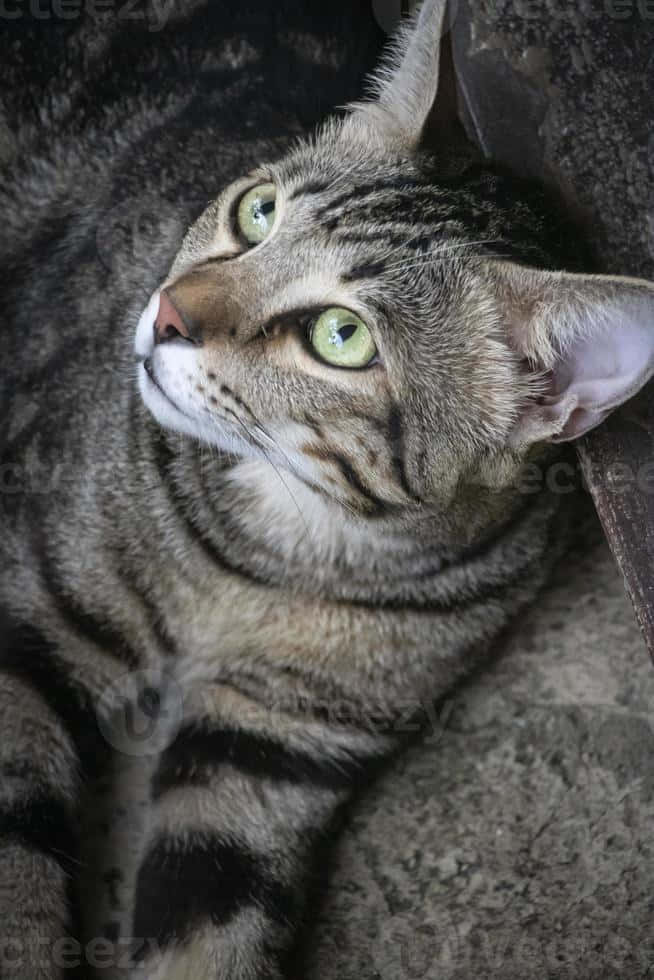 Beautiful American Shorthair Cat Sitting On A Marble Countertop Wallpaper