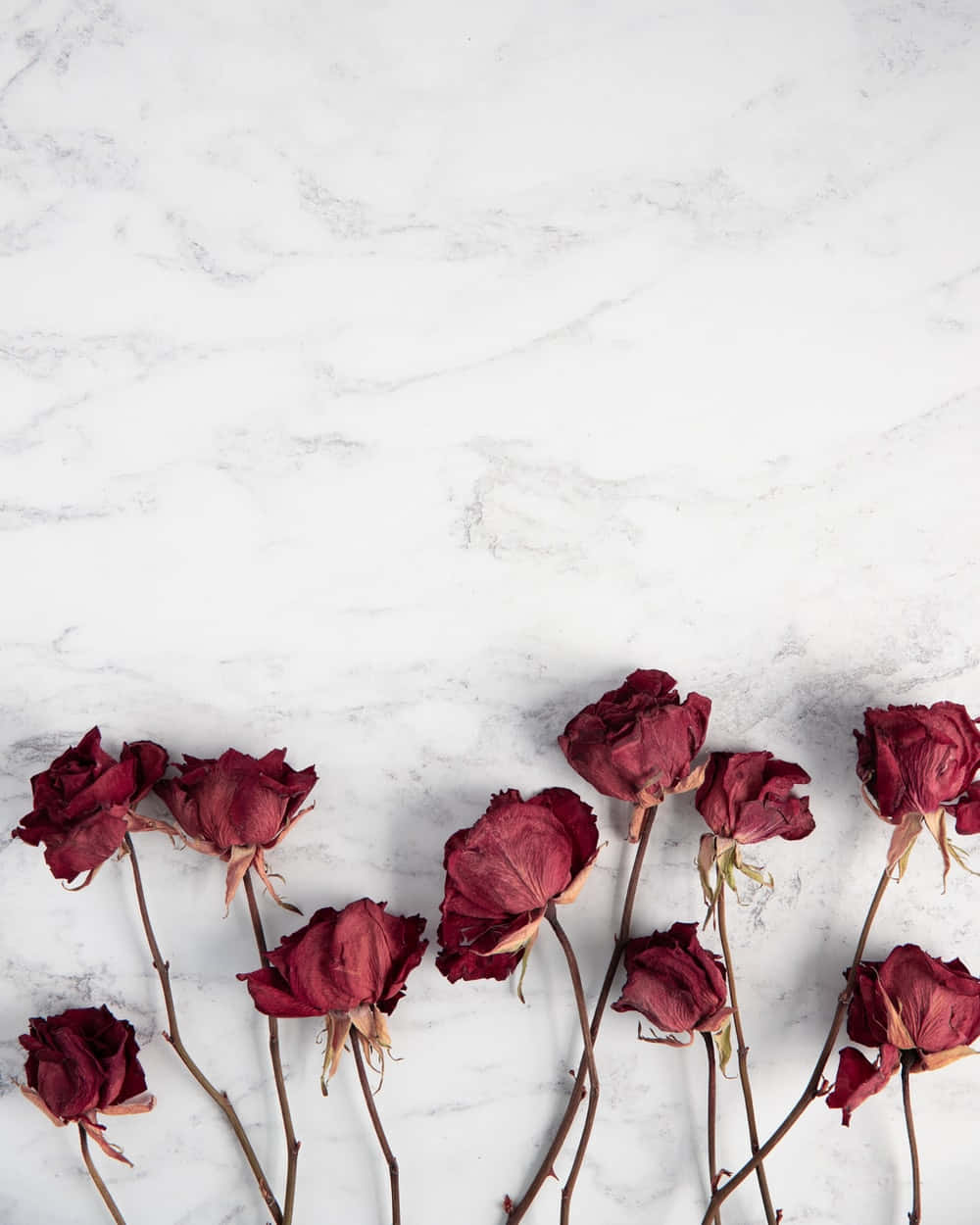 Beautiful Assortment Of Dried Flowers Wallpaper