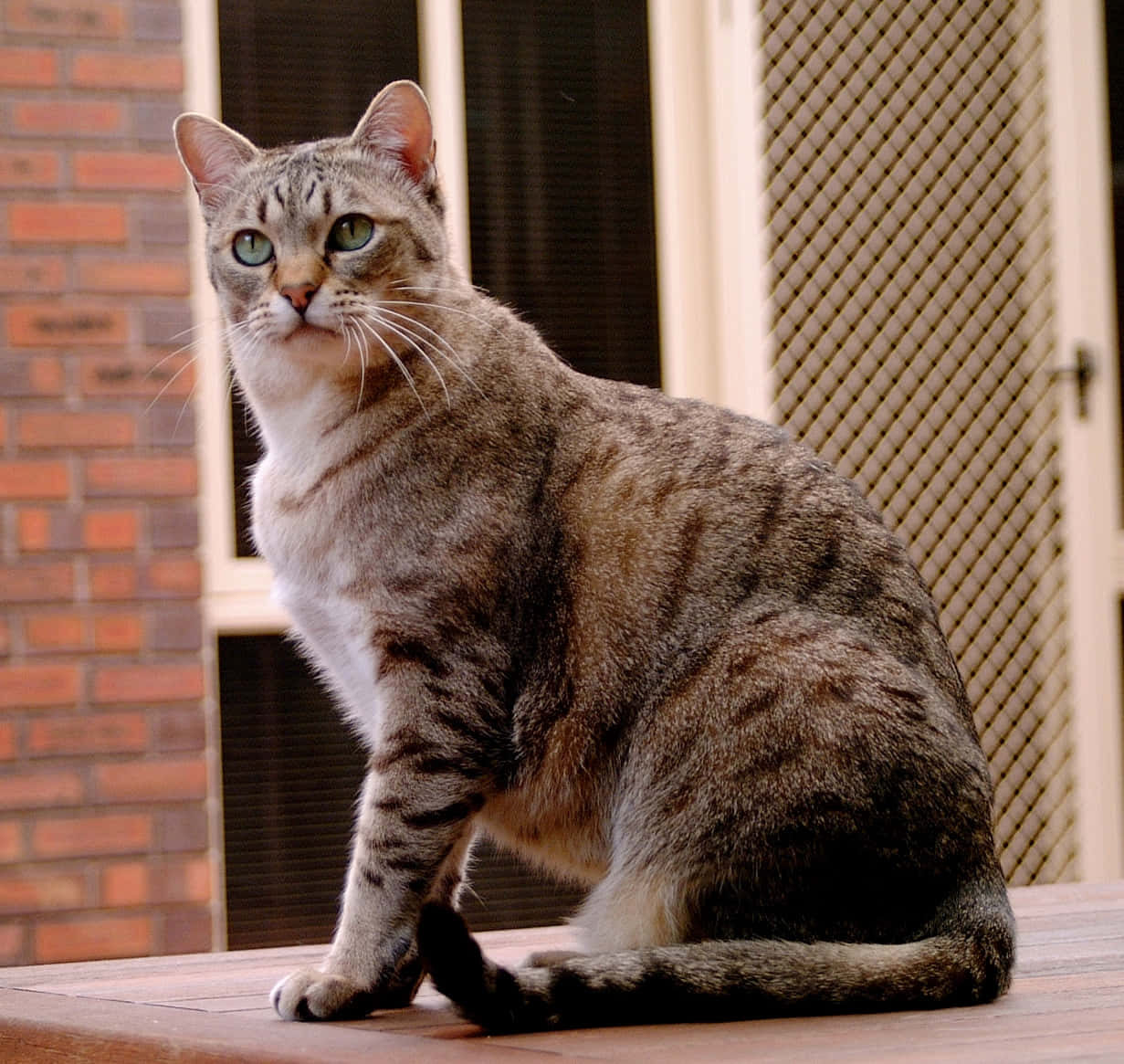 Beautiful Australian Mist Cat Lounging On A Couch Wallpaper