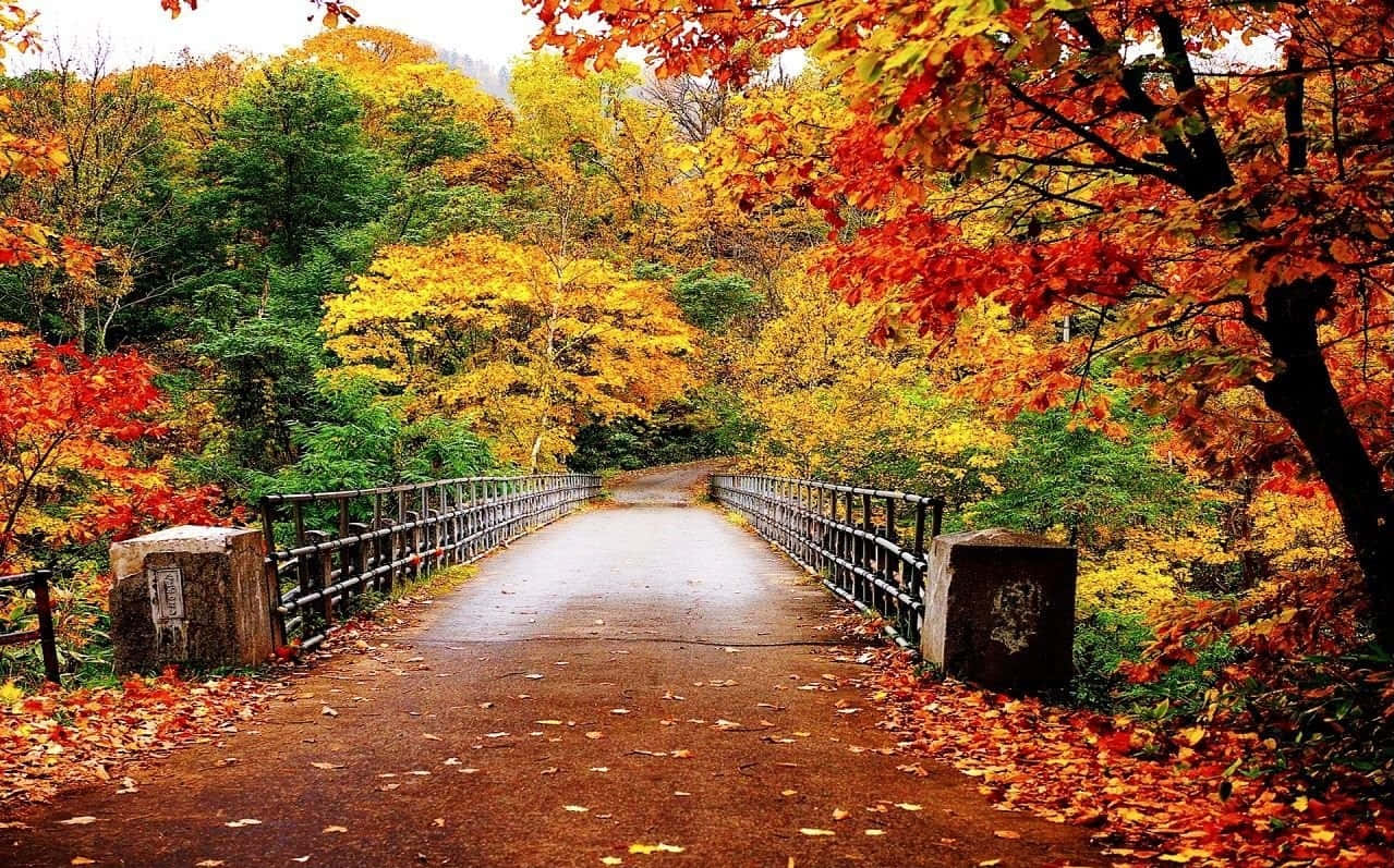 Beautiful Autumnal Equinox Scene With Golden Foliage Wallpaper