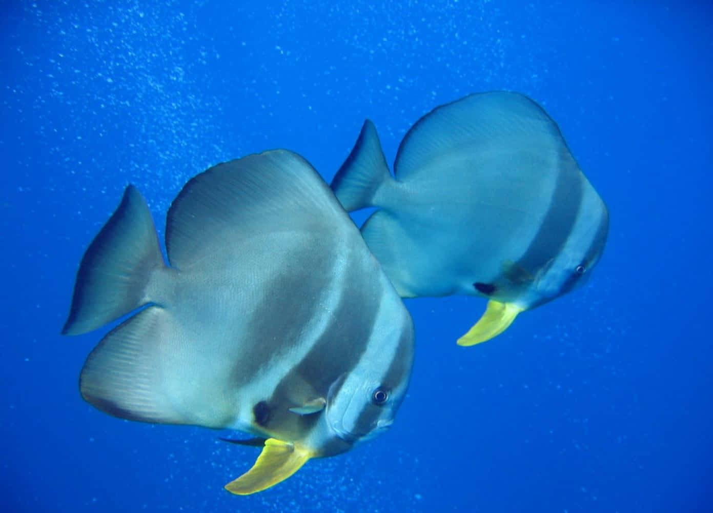 Beautiful Batfish Swimming Under The Sea Wallpaper