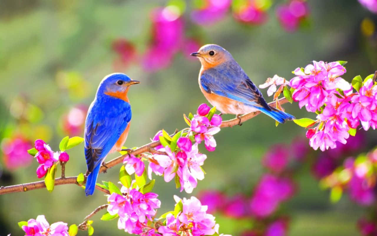 Beautiful Birds Enjoying A Spring Day Wallpaper