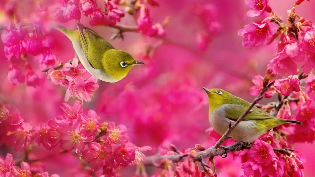 Beautiful Birds Singing On A Tree Branch During Spring Season Wallpaper