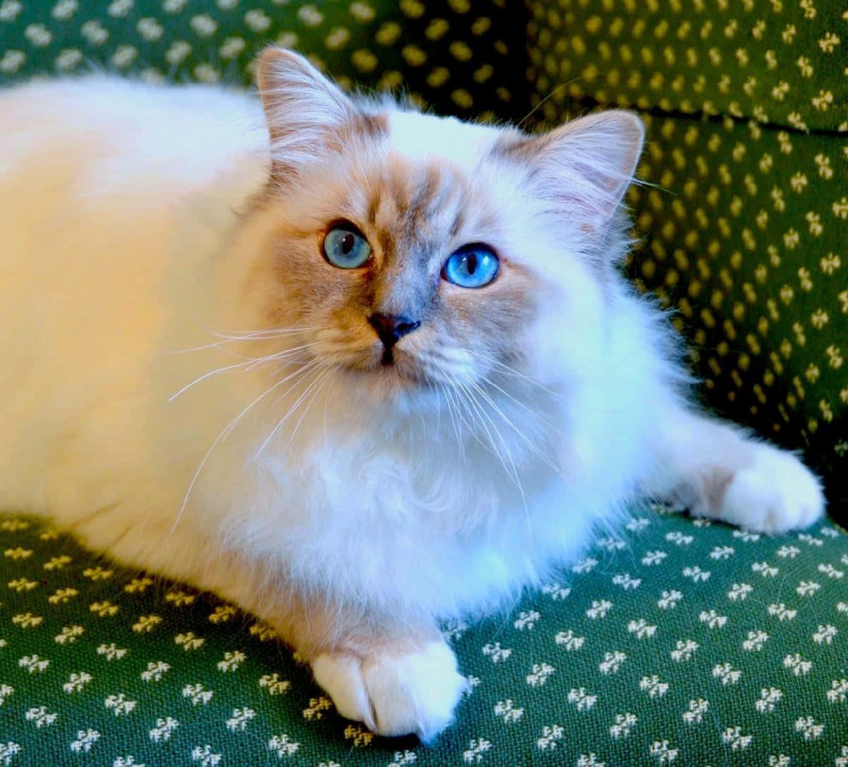 Beautiful Birman Cat Lying Down On A Blanket Wallpaper