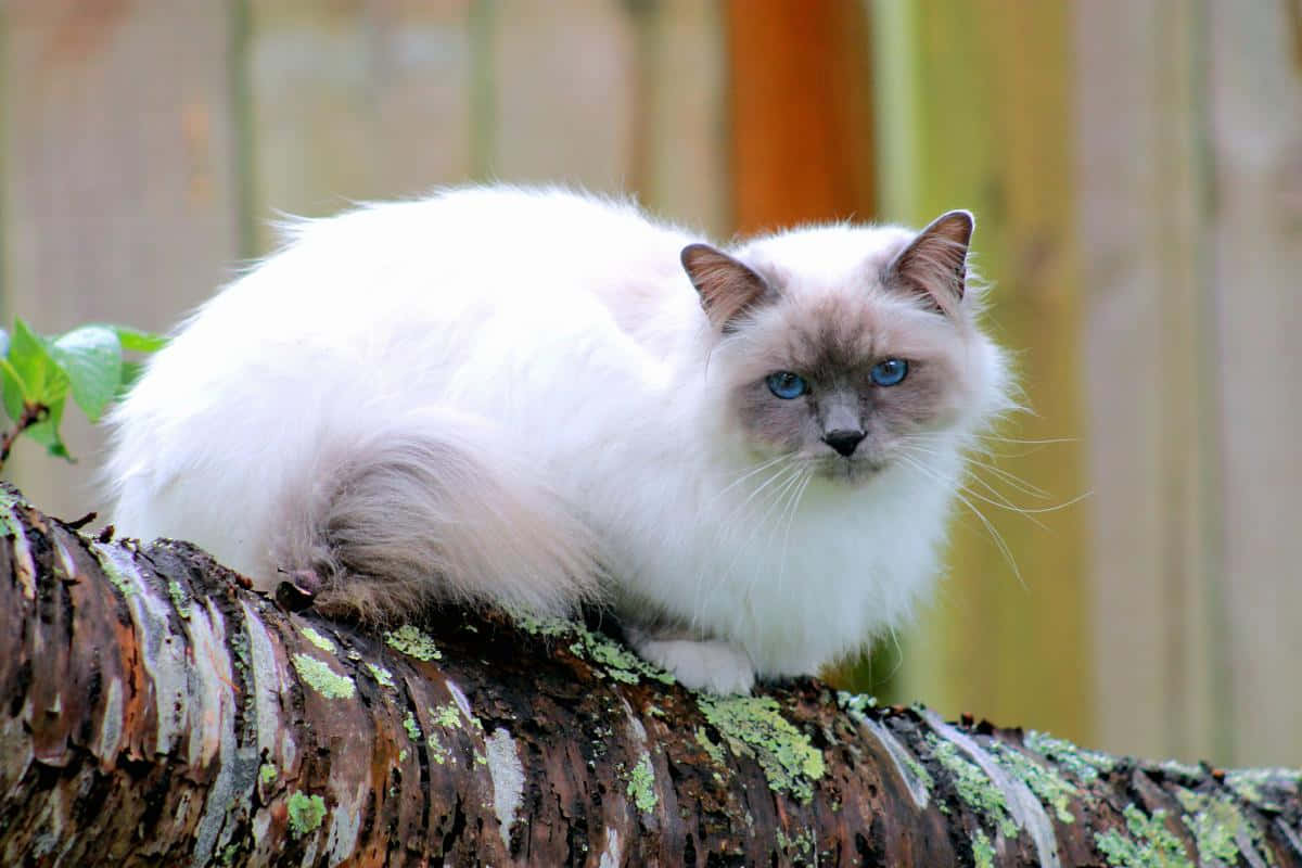 Beautiful Birman Cat Lying Gracefully On A Wooden Floor Wallpaper