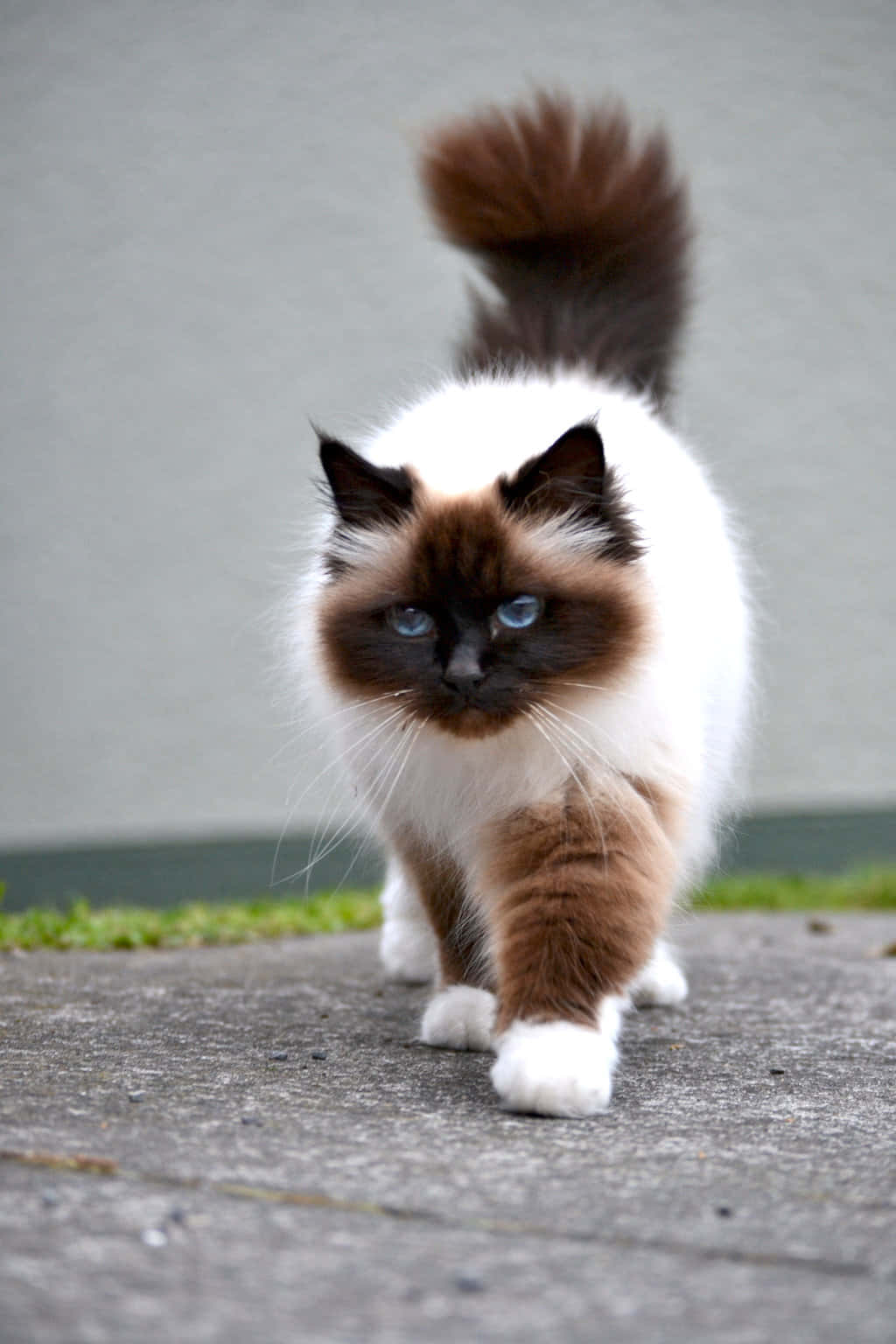 Beautiful Birman Cat Posing Wallpaper