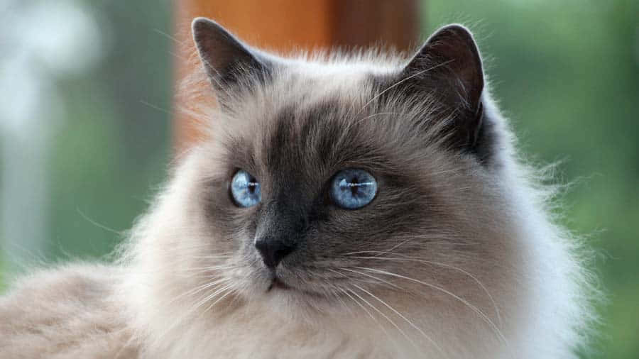 Beautiful Birman Cat Posing On A Tree Trunk Wallpaper