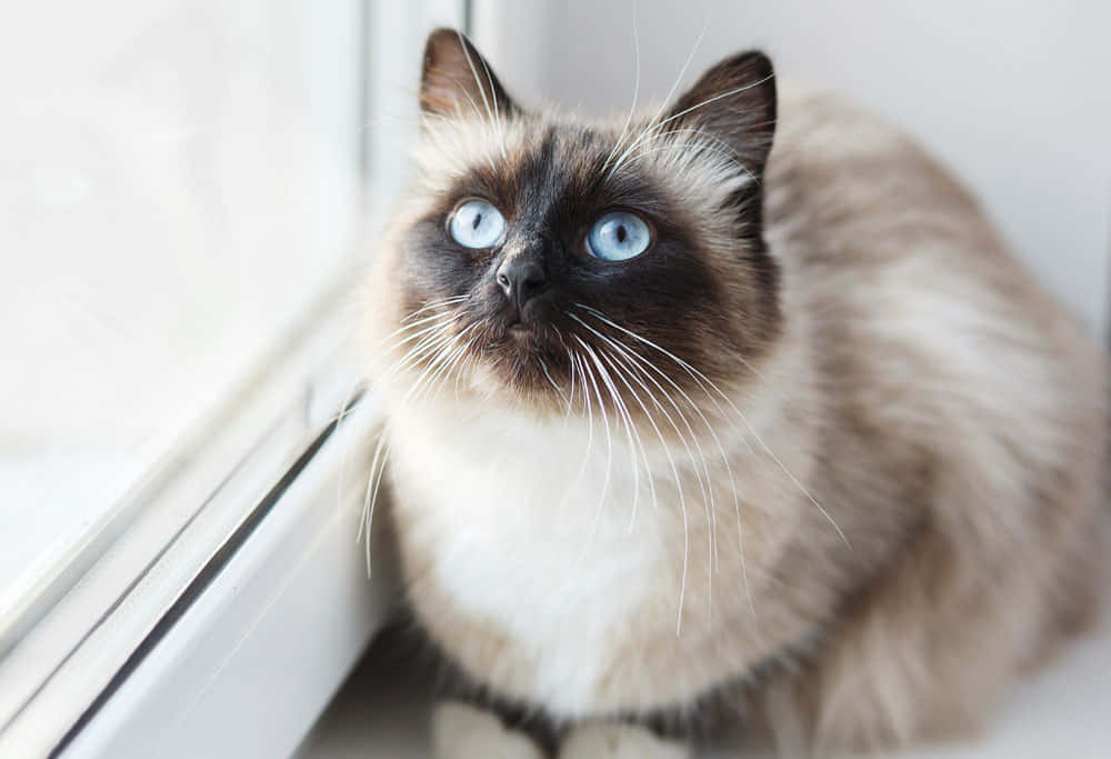 Beautiful Birman Cat Resting On A Cozy Blanket Wallpaper